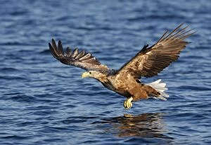 Images Dated 27th July 2008: White-tailed Eagle - in flight low above water - Flatanger - Norway