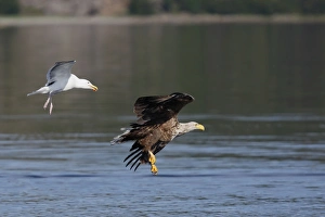 White-tailed Eagle - in flight low above water - harassed by gull White-tailed Eagle - in flight low above water - harassed by gull