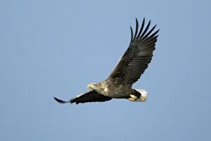 Images Dated 7th February 2005: White-Tailed Eagle - In flight Lower Saxony, Gremany