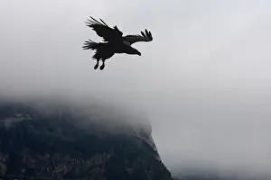 White-tailed Eagle - in flight - thick cloud behind - Flatanger - Norway