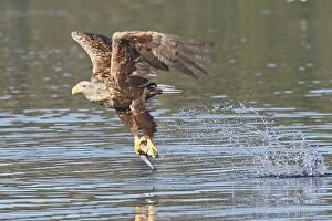 Images Dated 24th July 2008: White-tailed Eagle - in flight above water - with fish prey - Flatanger - Norway