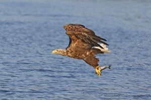 White-tailed Eagle - in flight above water - with fish prey