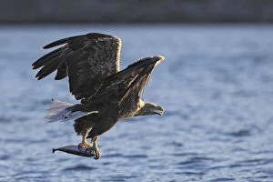 Images Dated 27th July 2008: White-tailed Eagle - in flight above water - with fish prey - Flatanger - Norway