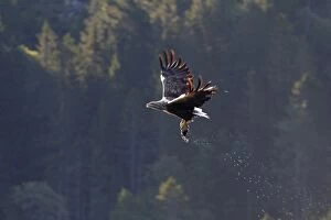 Images Dated 29th July 2008: White-tailed Eagle - in flight above water - with fish prey - Flatanger - Norway