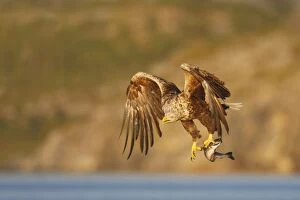Images Dated 27th July 2008: White-tailed Eagle - in flight above water - with fish prey - Flatanger - Norway