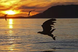 Images Dated 27th July 2008: White-tailed Eagle - in flight above water - with fish prey - at sunset - Flatanger - Norway