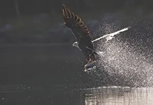 White-tailed Eagle - in flight above water - with fish prey - Flatanger - Norway