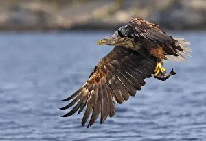 White-tailed Eagle - in flight above water - with fish prey - Flatanger - Norway