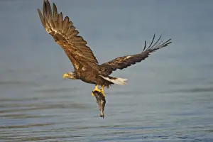 White-tailed Eagle - in flight above water - with fish prey - Flatanger - Norway