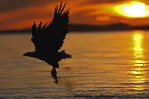 White-tailed Eagle - in flight above water - with fish prey - at sunset - Flatanger - Norway