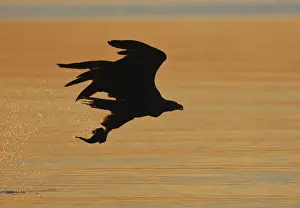 Sunsets And Sunrise Prints: White-tailed Eagle - in flight above water - with fish prey - at sunset - Flatanger - Norway