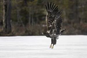 Images Dated 25th April 2007: White-tailed Eagle - immature. Kuhmo - Finland
