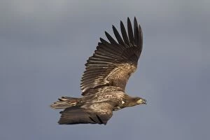 Images Dated 16th October 2014: White-Tailed Eagle juvenile bird in flight