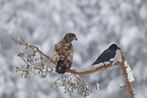 Images Dated 2015 February: White-Tailed Eagle Raven White-Tailed Eagle young with