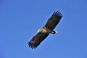 Images Dated 27th February 2008: White-tailed Eagle / Sea Eagle in flight