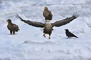 Images Dated 29th February 2008: White-tailed Eagle / Sea Eagle in flight