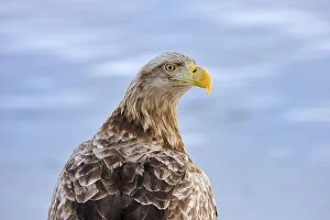 Images Dated 29th February 2008: White-tailed Eagle / Sea Eagle in snow