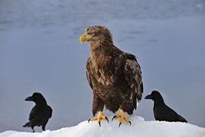 Images Dated 1st March 2008: White-tailed Eagle / Sea Eagle in snow