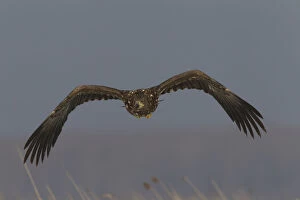 Bird Of Prey Gallery: White-Tailed Eagle - young eagle in flight - Germany