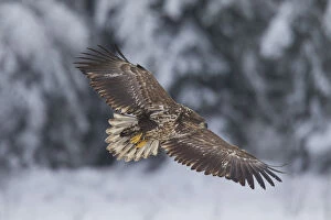Bird Of Prey Gallery: White-Tailed Eagle - young eagle in flight - Sweden