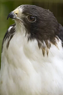 Hawk Gallery: White-tailed hawk, Buto albicaudatus (captive)