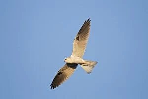 Images Dated 7th October 2010: White-tailed Kite / Black-shouldered Kite - in flight - August - Connecticut - USA