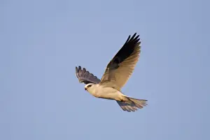 White-tailed Kite / Black-shouldered Kite - in flight - August - Connecticut - USA