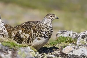 White-tailed Ptarmigan - breeding male foraging above tree l