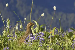 White tailed Ptarmigan - female in subalpine flower meadow Paradise Mount Rainier National Park, Washington State, USA BI003360