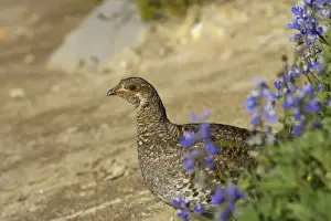 White tailed Ptarmigan - female in subalpine flower meadow Paradise Mount Rainier National Park, Washington State, USA BI003382