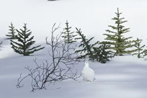 Images Dated 27th February 2007: White-tailed Ptarmigan - male in snow - Jasper National Park - Rocky Mountains - Alberta - Canada