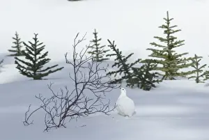 Alberta Prints: White-tailed Ptarmigan - male in snow - Jasper National Park - Rocky Mountains - Alberta - Canada _B2A3024