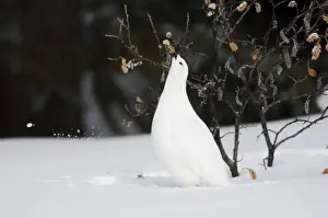 Alberta Prints: White-tailed Ptarmigan - in snow eating buds