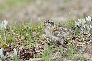 Images Dated 13th July 2006: White-tailed Ptarmigan - young chick - Mount Rainier National Park - WA - Summer _AAX5928