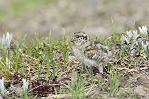 Washington Prints: White-tailed Ptarmigan - young chick - Mount Rainier National Park - WA - Summer _AAX5928