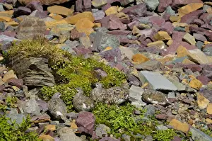 Subalpine Prints: White-tailed Ptarmigans - Glacier National Park - Montana - Sept. _D3D2615
