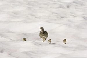 Images Dated 13th July 2006: White-tailed Ptarmigans - hen with chicks crossing late melting snow patch - Mount Rainier