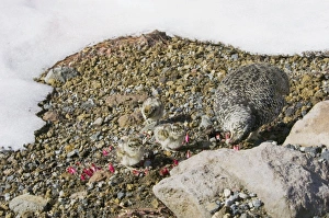 Images Dated 13th July 2006: White-tailed Ptarmigans - hen is feeding on new shoots at the edge of a late melting snow field