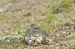 Washington Prints: White-tailed Ptarmigans - hen warming young chicks on cool alpine day - Mount Rainier National Park - WA - Summer