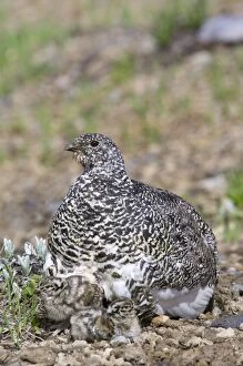 Images Dated 13th July 2006: White-tailed Ptarmigans - mother with young chicks - Mount Rainier National Park - WA - Summer