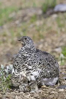 Washington Prints: White-tailed Ptarmigans - mother with young chicks - Mount Rainier National Park - WA - Summer _AAX5848
