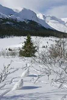 White-tailed Ptarmigans - in snow - at around the 6800 foot elevation (just below treeline) - Jasper National Park - Rocky Mountains - Alberta - Canada _B2A3544