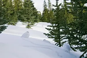 White-tailed Ptarmigans - in snow - Jasper National Park - Rocky Mountains - Alberta - Canada _B2A3164