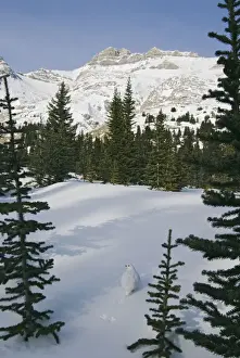 White-tailed Ptarmigans - in snow - Jasper National Park - Rocky Mountains - Alberta - Canada _B2A3230