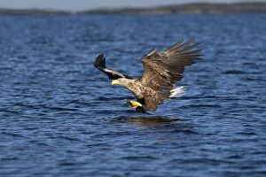 Images Dated 18th September 2012: White-tailed Sea Eagle