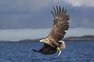 Albicilla Gallery: White-tailed Sea Eagle