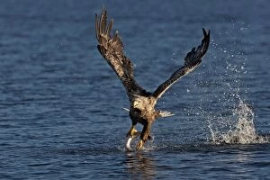 Images Dated 18th September 2012: White-tailed Sea Eagle