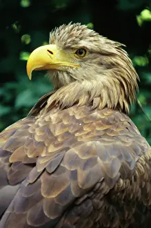 Beak Prints: White-tailed Sea Eagle