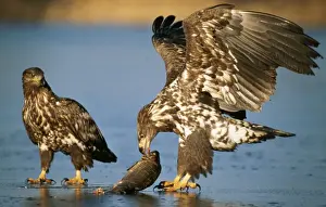 White-tailed Sea Eagle 2 young birds with scavenged fish, on frozen lake, winter