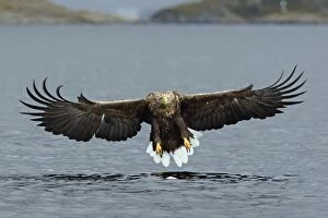 Albicilla Gallery: White-tailed Sea Eagle